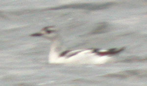 Black-Guillemot-459aw.jpg (8861 bytes)