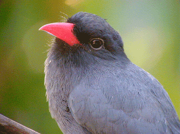 Black-fronted-Nunbird-Explo.gif (55799 bytes)