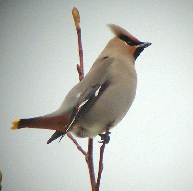 Bohemian-Waxwing-Cornell-2a.jpg (73379 bytes)