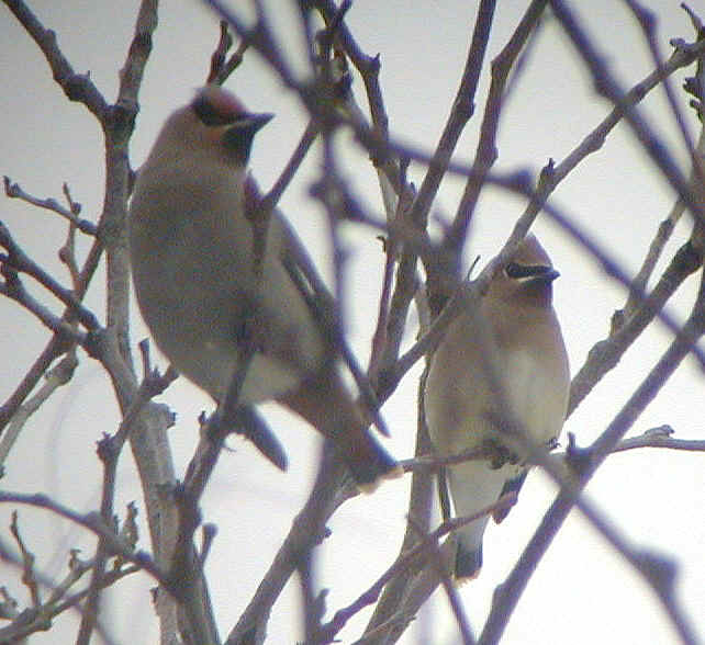 Bohemian Waxwing Dryden 21Jan02 639a.jpg (176448 bytes)