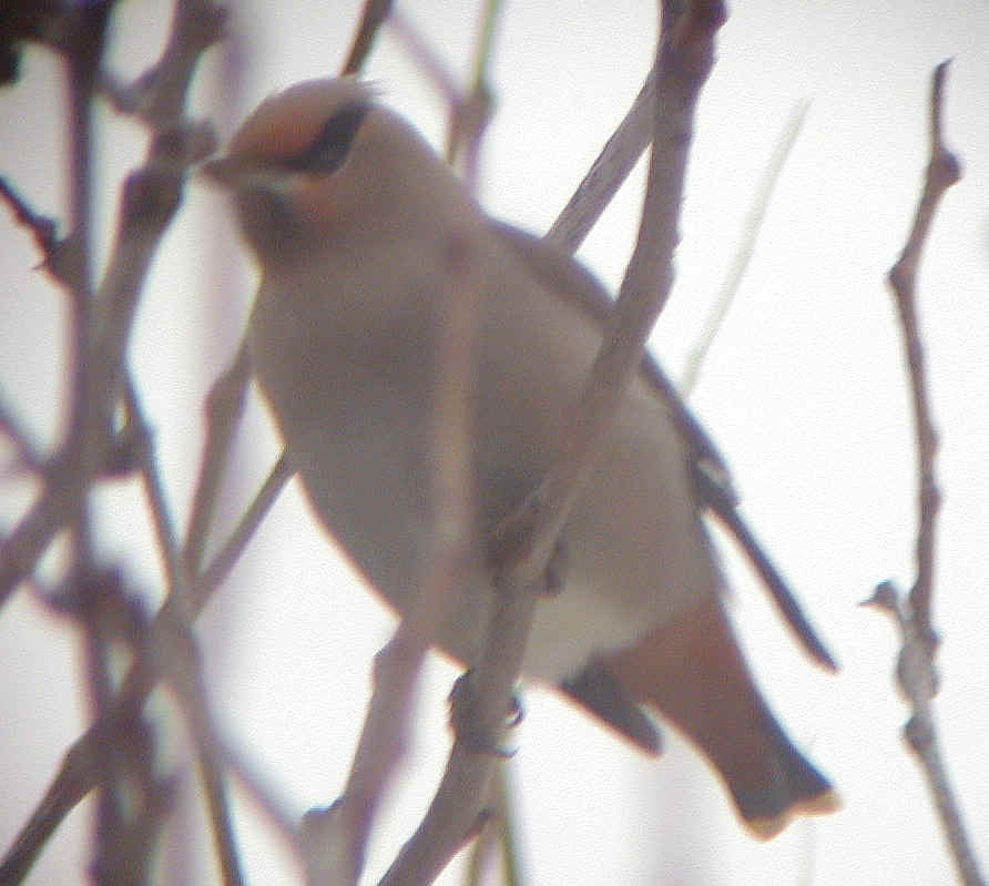 Bohemian Waxwing Dryden 21Jan02 685a.jpg (285673 bytes)