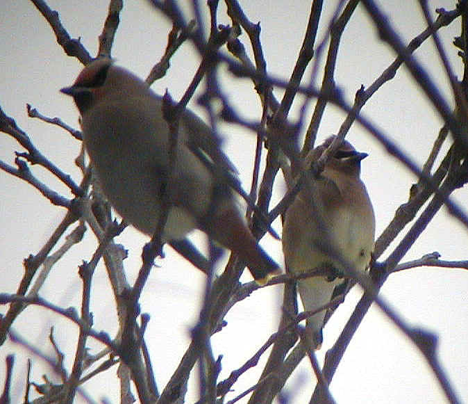 Bohemian Waxwing and Cedar Waxwing Dryden 21Jan02 640a.jpg (220421 bytes)