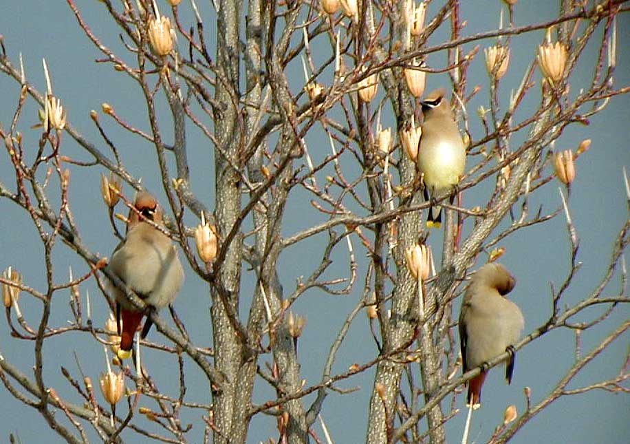 Bohemians-and-Cedar-Waxwing.jpg (101724 bytes)