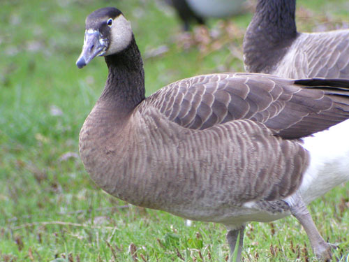 Canada goose wikipedia 4x4 sale