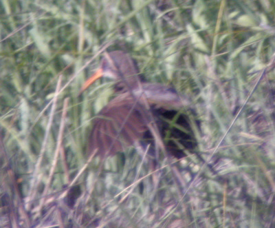 Clapper-Rail-Stone-HarborNJ.jpg (56695 bytes)