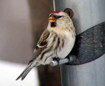 Common Redpoll female in feeder 8Jan02 609ar.jpg (61224 bytes)