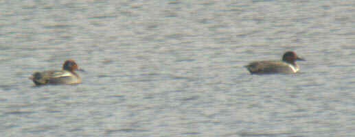 Common Teal 5Mar04 378a.jpg (30618 bytes)