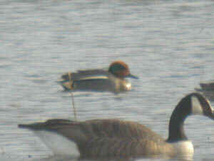 Common Teal 5Mar04 410a.jpg (27069 bytes)