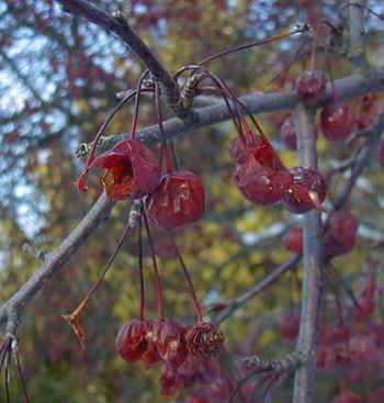 Crab apples eaten by Pine Grosbeaks 22Jan02 159ar.jpg (77918 bytes)