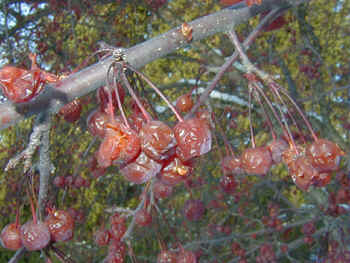 Crab apples eaten by Pine Grosbeaks 22Jan02 162ar.jpg (76662 bytes)