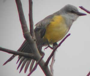 DAnna-kingbird-65sm1w.jpg (6846 bytes)