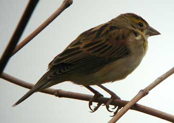 Dickcissel-Culver-Rd,-Ithac.jpg (9930 bytes)