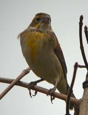 Dickcissel-Ithaca-260.jpg (10310 bytes)