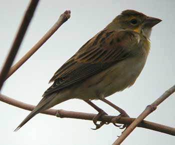 Dickcissel-Ithaca-267.jpg (10485 bytes)