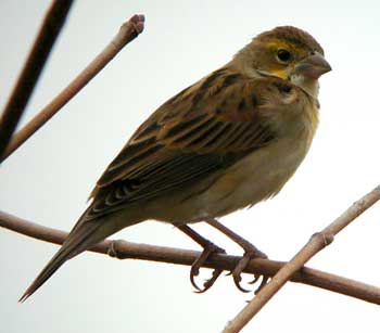 Dickcissel-Ithaca-269a.jpg (11656 bytes)