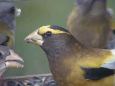 Evening Grosbeak male and females in feeder 9Nov01 274r.jpg (44372 bytes)