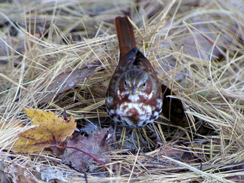 Fox-Sparrow-146a.jpg (44134 bytes)