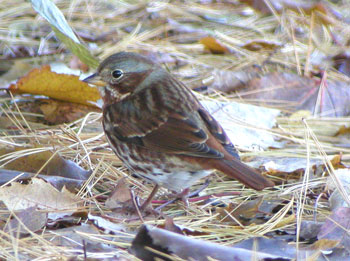 Fox-Sparrow-189a.jpg (38170 bytes)