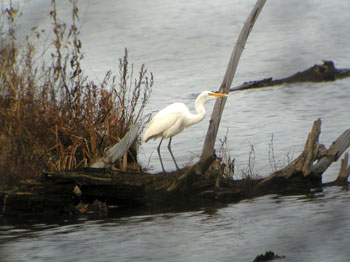 Great-Egret-Dryden-Lake303a.jpg (24618 bytes)