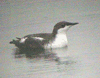 Long-billed_Murrelet_Ithaca.gif (7071 bytes)