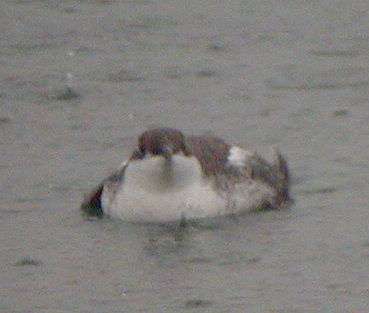 Long-billed Murrelet Ithaca, NY 17Dec01 11a.jpg (12419 bytes)