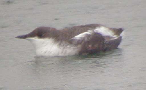 Long-billed Murrelet Ithaca, NY 17Dec01 15a.jpg (11171 bytes)