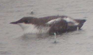 Long-billed Murrelet Ithaca, NY 17Dec01 29a.jpg (6972 bytes)