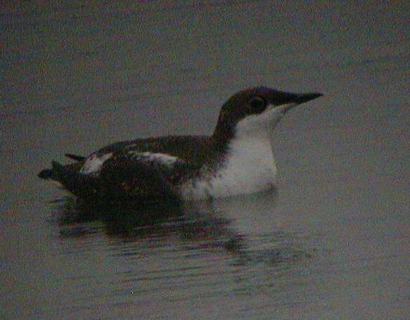 Long-billed Murrelet Ithaca, NY 17Dec01 65a.jpg (30785 bytes)