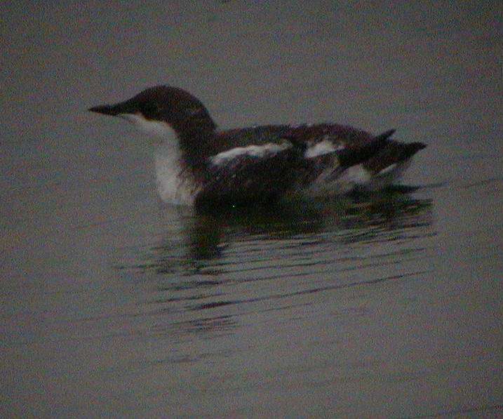 Long-billed Murrelet Ithaca, NY 17Dec01 66a.jpg (56914 bytes)