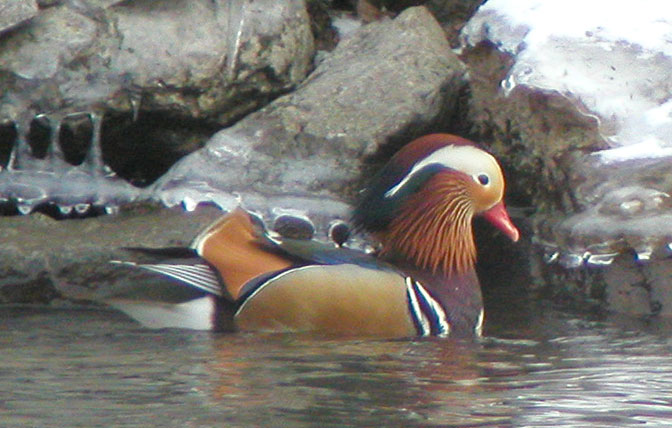 Duck Species Chart