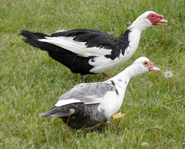 SPEAKING OF NATURE: The appeal of a white body with black wings