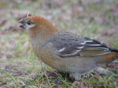 に初値下げ! Pine Grosbeak Male 箱付き バード イッタラ - 置物