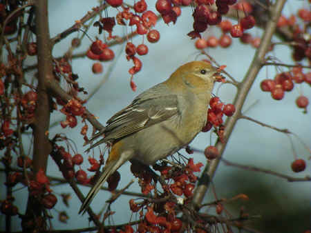 Pine Grosbeak female Keith Lane 30Dec01 425r.jpg (90885 bytes)