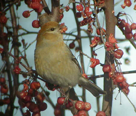 Pine Grosbeak female Keith Lane 30Dec01 443r.jpg (102586 bytes)