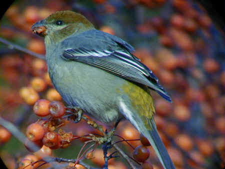 Pine Grosbeak in crab apple 4Dec01 682r.jpg (82775 bytes)