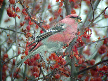 Pine Grosbeak male 3Jan02 970br.jpg (112459 bytes)