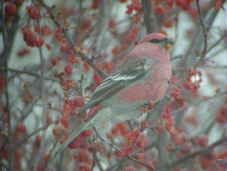 Pine Grosbeak male 3Jan02 972r.jpg (82303 bytes)