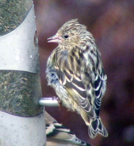 Pine Siskin on feeder 6Nov01 935ar.jpg (127598 bytes)