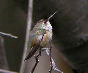 Rufous-Hummingbird-771ar.jpg (18937 bytes)