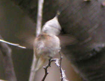 Rufous-Hummingbird-772ar.jpg (18734 bytes)