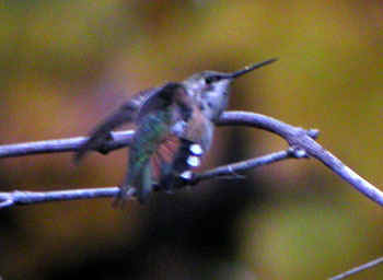 Rufous-Hummingbird-797ar.jpg (21180 bytes)