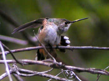 Rufous-Hummingbird-914ar.jpg (22418 bytes)