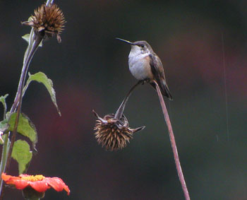 Rufous-Hummingbird-919ar.jpg (16872 bytes)