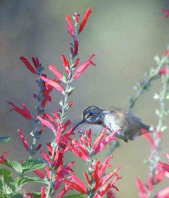 Rufous Hummingbird imm. male at flower Yonkers, NY 23Nov01 369a.jpg (16180 bytes)