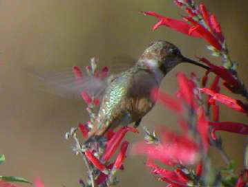 Rufous Hummingbird imm. male at flower Yonkers, NY 23Nov01 393a.jpg (9361 bytes)