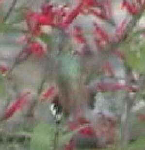 Rufous Hummingbird imm. male flying tail spread Yonkers, NY 23Nov01 vc005a.jpg (9113 bytes)