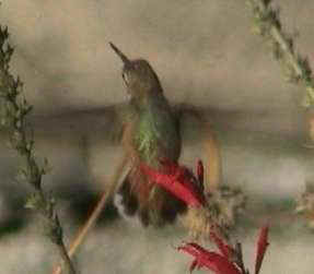 Rufous Hummingbird imm. male flying tail spread Yonkers, NY 23Nov01 vc020a.jpg (6479 bytes)