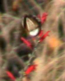 Rufous Hummingbird imm. male flying underside of tail spread Yonkers, NY 23Nov01 vc015a.jpg (6555 bytes)
