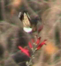 Rufous Hummingbird imm. male flying underside of tail spread Yonkers, NY 23Nov01 vc016a.jpg (4934 bytes)