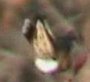 Rufous Hummingbird imm. male flying underside of tail spread Yonkers, NY 23Nov01 vc016b.jpg (5839 bytes)